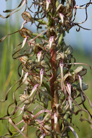 Lizard Orchid (Himantoglossum hircinum) Lizard Orchid (Himantoglossum hircinum)