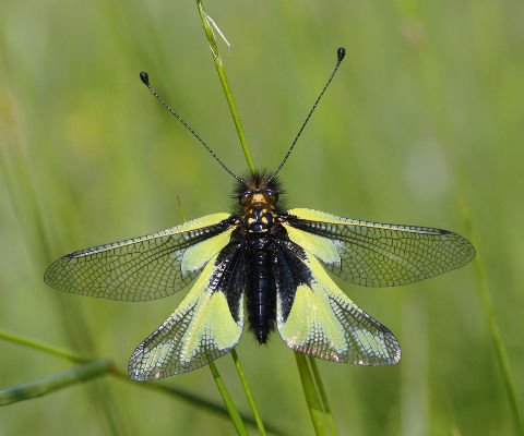 Owly Sulphur (Libelloides coccajus) Owly Sulphur (Libelloides coccajus)