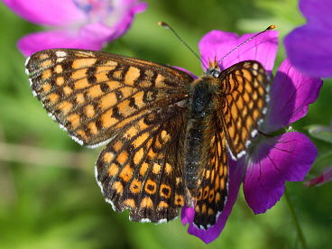 Glanville Fritillary (Melitaea cinxia)