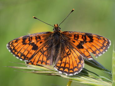 Meadow Fritillary (Melitaea parthenoides)