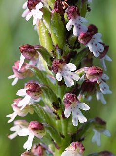 Burnt-tip Orchid (Neotinea ustulata)