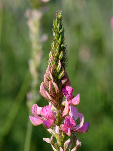 Common Sainfoin (Ono­bry­chis viciifolia)