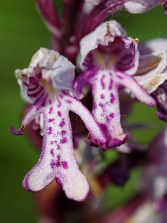 Military Orchid (Orchis militaris)