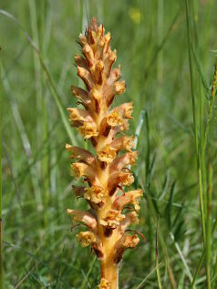 Broomrape (Orobanche sp.)