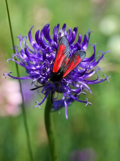 Round-headed Rampion (Phyteuma orbiculare) Round-headed Rampion (Phyteuma orbiculare)