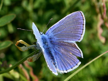 Common Blue (Polyommatus icarus)