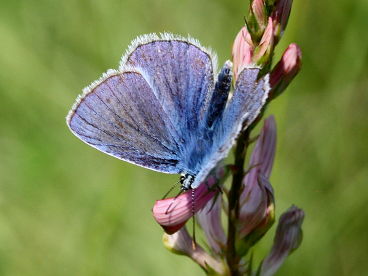 Chapman’s Blue (Polyommatus thersites)