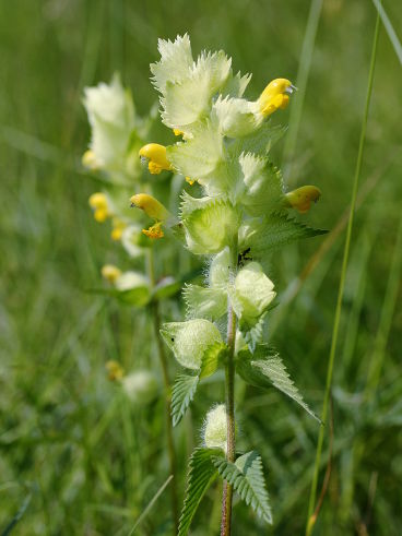 Greater Yellow Rattle (Rhinanthus alectorolophus)