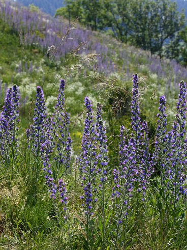 Viper’s Bugloss (Echium vulgare) Viper’s Bugloss (Echium vulgare)