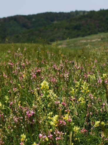 Common Sainfoin (Onobrychis viciifolia) and Greater Yellow Rattle (Rhinanthus alectorolophus) Common Sainfoin (Onobrychis viciifolia) and Greater Yellow Rattle (Rhinanthus alectorolophus)