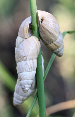 Large Bulin (Zebrina detrita)