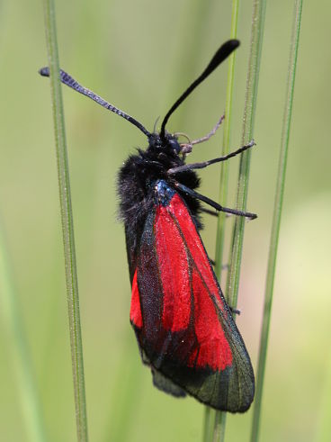 Burnet (Zygaena sp.)