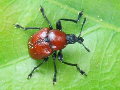 Oak Roller Weevil (Attelabus nitens) Oak Roller Weevil (Attelabus nitens)