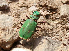 Green Tiger Beetle (Cicindela campestris) Green Tiger Beetle (Cicindela campestris)