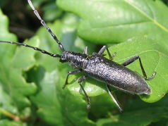 Longhorn Beetle (possibly Corymbia scutellata) Longhorn Beetle (possibly Corymbia scutellata)