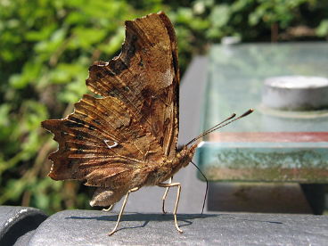 Comma (Nymphalis c-album) Comma (Nymphalis c-album)