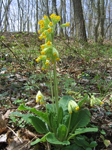 Common Cowslip (Primula veris) Common Cowslip (Primula veris)