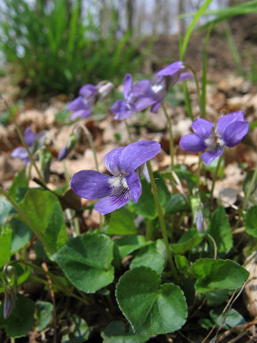 Common Dog Violet (Viola riviniana) Common Dog Violet (Viola riviniana)