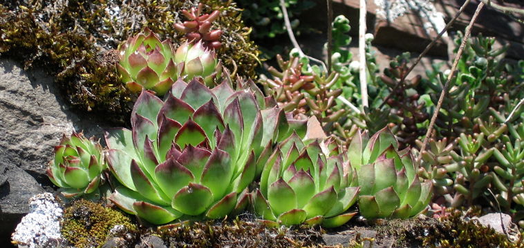 Common Houseleek (Sempervivum tectorum) Common Houseleek (Sempervivum tectorum)