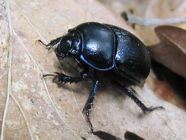 Dor Beetle (Anoplotrupes stercorosus) Dor Beetle (Anoplotrupes stercorosus)