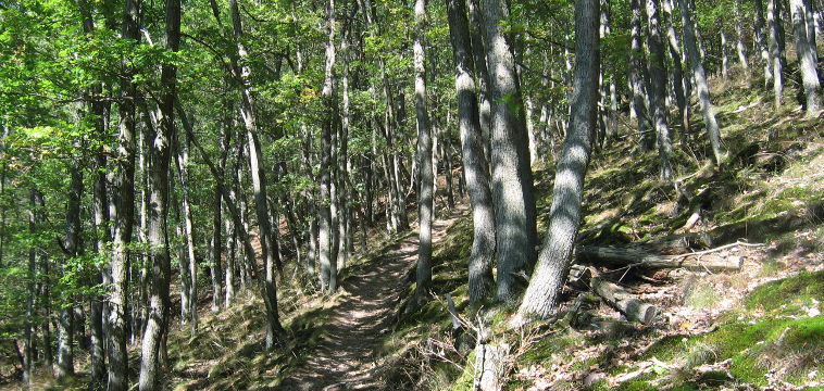 Forest Forest