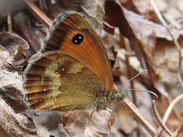 Gatekeeper (Maniola tithonus) Gatekeeper (Maniola tithonus)