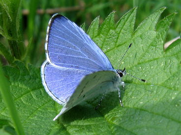 Holly Blue (Celastrina argiolus) Holly Blue (Celastrina argiolus)