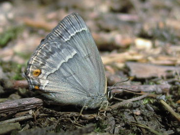 Purple Hairstreak (Neozephyrus quercus) Purple Hairstreak (Neozephyrus quercus)