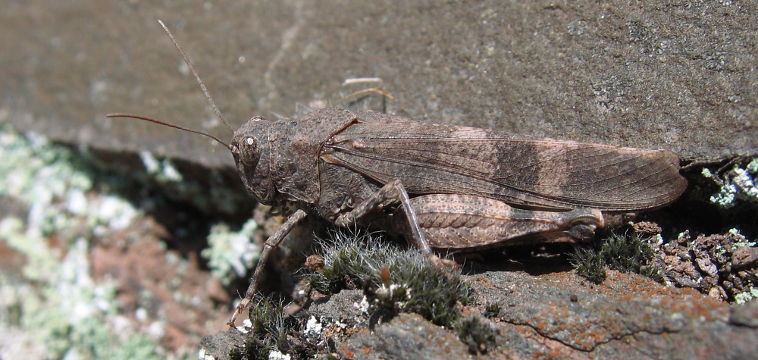 Red-winged Grasshopper (Oedipoda germanica) Red-winged Grasshopper (Oedipoda germanica)