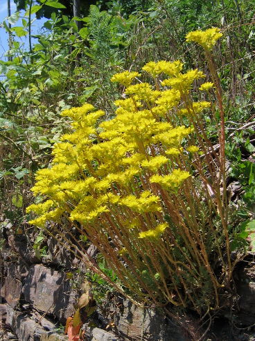 Reflexed Stonecrop (Sedum rupestre) Reflexed Stonecrop (Sedum rupestre)