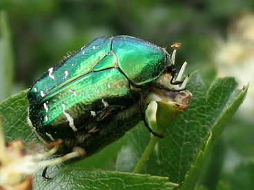 Rose Chafer (Cetonia aurata) Rose Chafer (Cetonia aurata)