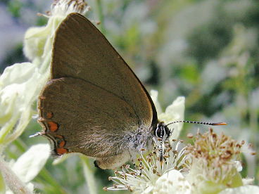 Sloe Hairstreak (Satyrium acaciae) Sloe Hairstreak (Satyrium acaciae)
