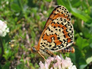 Spotted Fritillary (Melitaea didyma) Spotted Fritillary (Melitaea didyma)