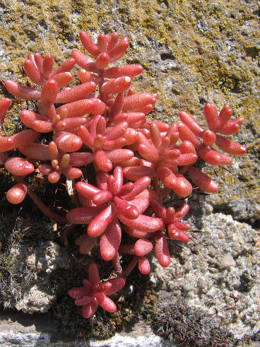 White Stonecrop (Sedum album) White Stonecrop (Sedum album)