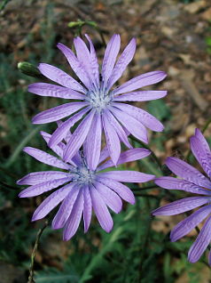 Mountain Lettuce (Lactuca perennis) Mountain Lettuce (Lactuca perennis)