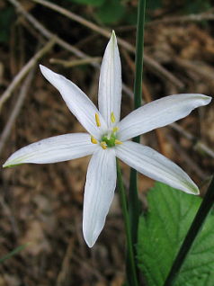 St. Bernard’s Lily (Anthericum liliago) St. Bernard’s Lily (Anthericum liliago)