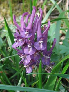 Fumewort (Corydalis solida) Fumewort (Corydalis solida)