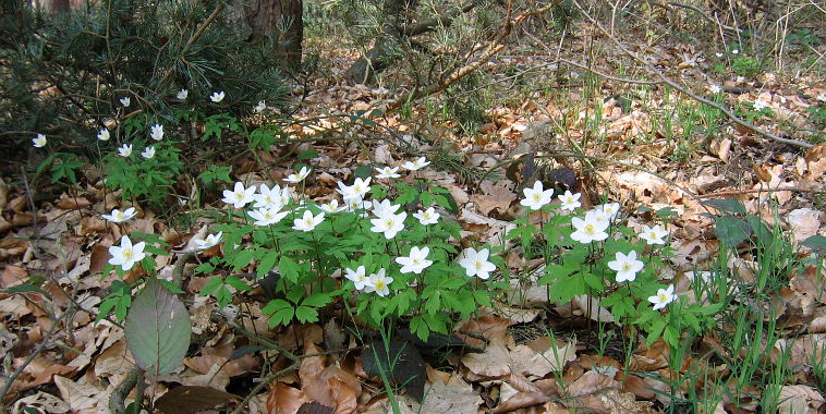 Wood Anemone (Anemone nemorosa) Wood Anemone (Anemone nemorosa)