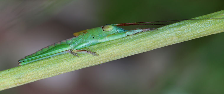 Andrea’s Balloon-winged Katydid (Tympanophora andreae) Andrea’s Balloon-winged Katydid (Tympanophora andreae)