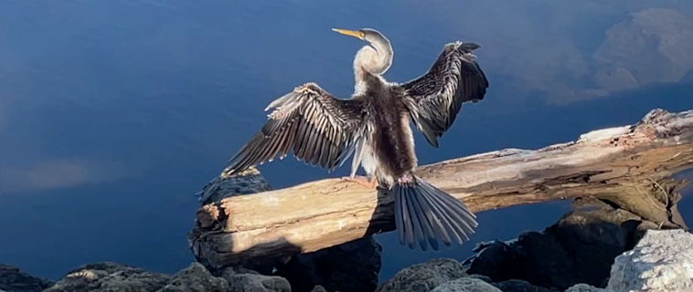 Australasian Darter (Anhinga novaehollandiae) Australasian Darter (Anhinga novaehollandiae)