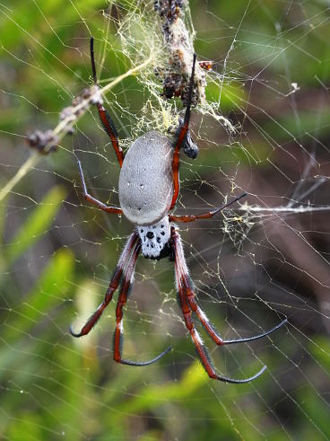 Golden Orb Weaver (Nephila edulis) Golden Orb Weaver (Nephila edulis)