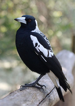 Australian Magpie (Gymnorhina tibicen) Australian Magpie (Gymnorhina tibicen)