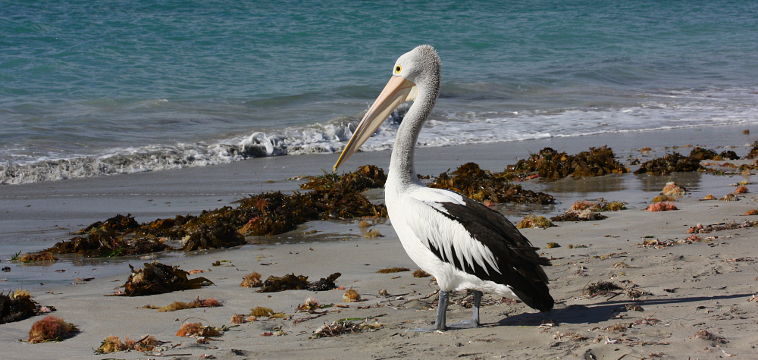 Australian Pelican (Pelecanus conspicillatus) Australian Pelican (Pelecanus conspicillatus)