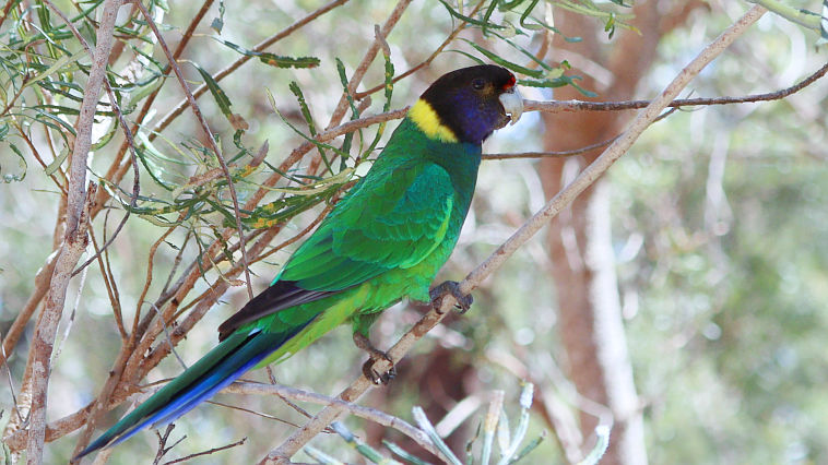 Australian Ringneck (Barnardius zonarius) Australian Ringneck (Barnardius zonarius)
