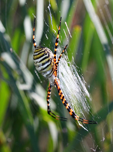 Banded Orb Weaver (Argiope trifasciata) Banded Orb Weaver (Argiope trifasciata)