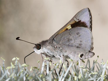 Blue Iris Skipper (Mesodina cyanophracta)