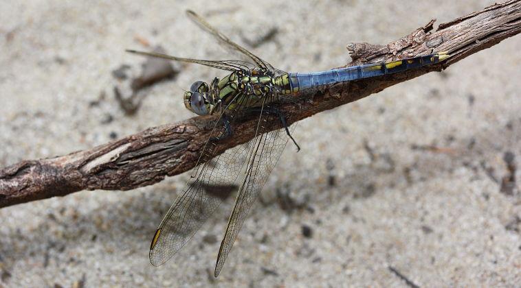 Blue Skimmer (Orthetrum caledonicum) Blue Skimmer (Orthetrum caledonicum)