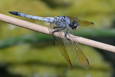 Blue Skimmer (Orthetrum caledonicum) Blue Skimmer (Orthetrum caledonicum)