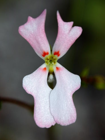 Book Triggerplant (Stylidium sp.) Book Triggerplant (Stylidium sp.)
