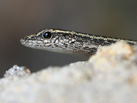 Buchanan’s Snake-eyed Skink (Cryptoblepharus buchananii)